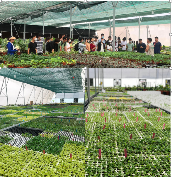 Hà Lan hỗ trợ Học viện Nông nghiệp Việt Nam nâng cao chất lượng đào tạo nguồn nhân lực Khoa học cây trồng và nông nghiệp công nghệ cao